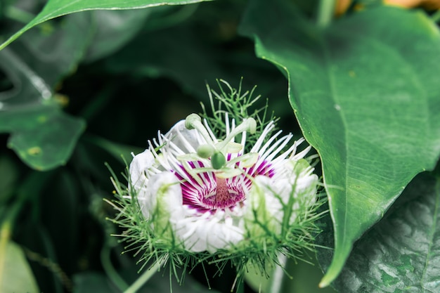 Passiflora Foetida Mokry Deszcz