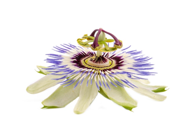 Passiflora incarnata na białym tle