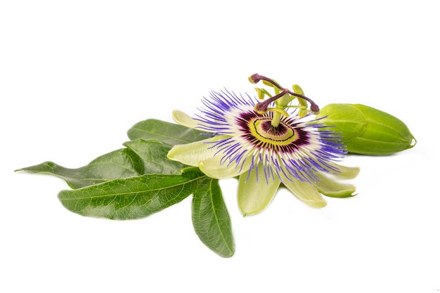 Passiflora incarnata na białym tle