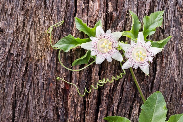 Zdjęcie passiflora kwiat pasji na drewnianym tle