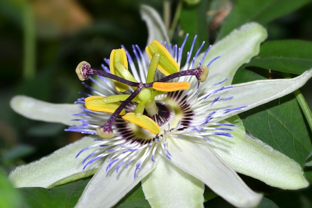 Passiflora kwitnący piękny kwiat