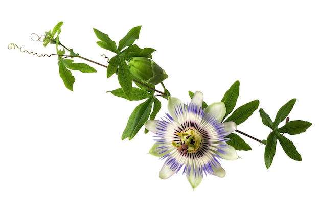 Passiflora passiflora z pąkiem na białym tle Duży piękny kwiat Gałąź pnączy z pąkiem