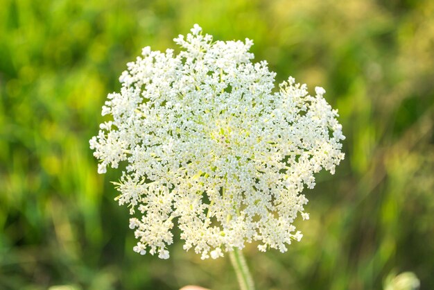 Pasternak krowa Chwastów Roślina trująca Heracleum Barszcz duży