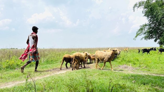Pasterz prowadzi stado owiec po zielonej ścieżce wsi.