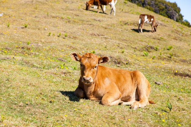 Pastwiska krów i cielęciny w górach Madery