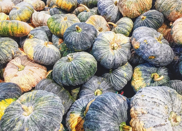 Pasztet Pumpkins