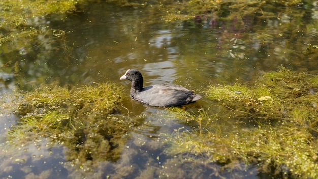 Pato nadando sobre el rio Amstel en Amsterdam