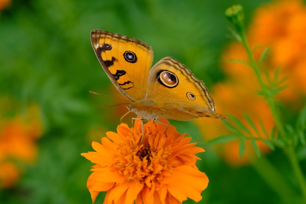 paw bratek okoń na kosmos kwiat. motyl nimfa w Azji Południowej. almana junonia. Natura.