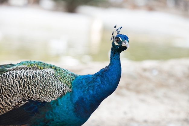 Paw. Indiański dziki paw (Pavo cristatus). Portret piękny paw