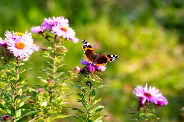 Paw motyl siedzi na kwiat różowy aster