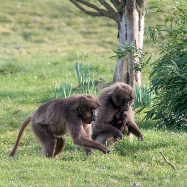 Pawian Gelada Theropithecus Gelada