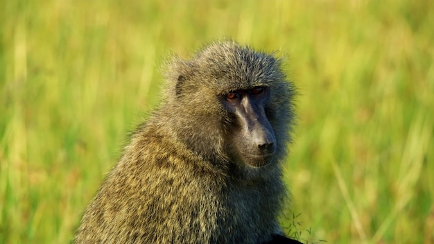 Zdjęcie pawian mustela putorius furo vervet vervet małpa małpa