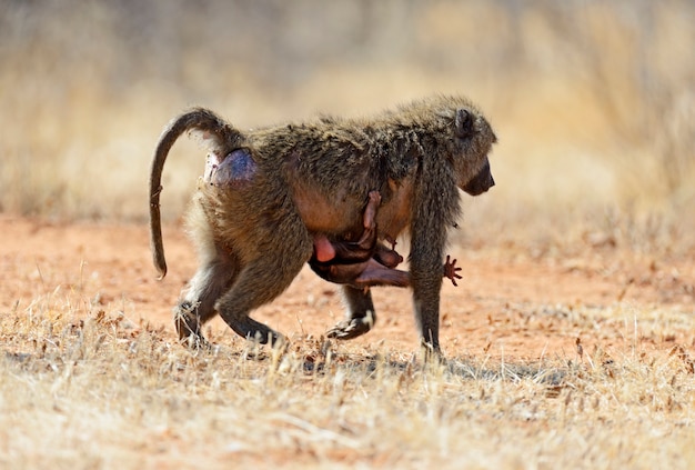 Pawiany w naturalnym środowisku. Afryka. Kenia.