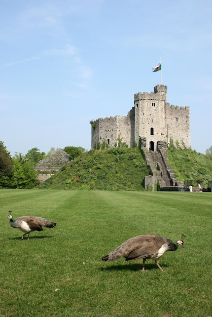 Pawie przed wieżą strażniczą zamku w Cardiff