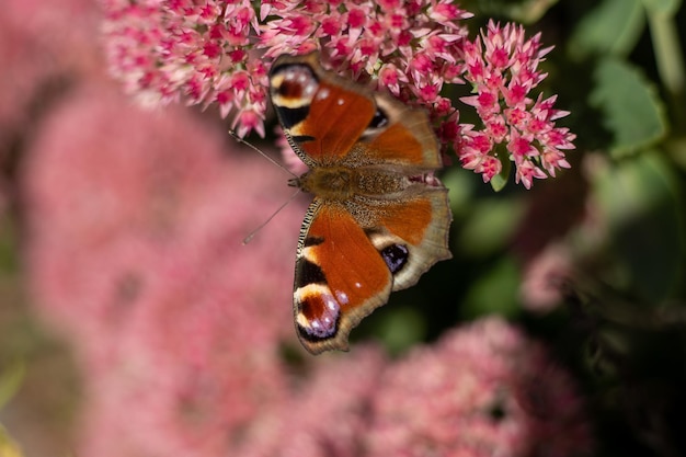 Pawik je na różowym kwiecie rozchodnika Zając kapusta Kwietnik z kwiatami opanowanymi przez owady Motyle latają Przyroda słoneczny dzień Owad Skrzydła motyla