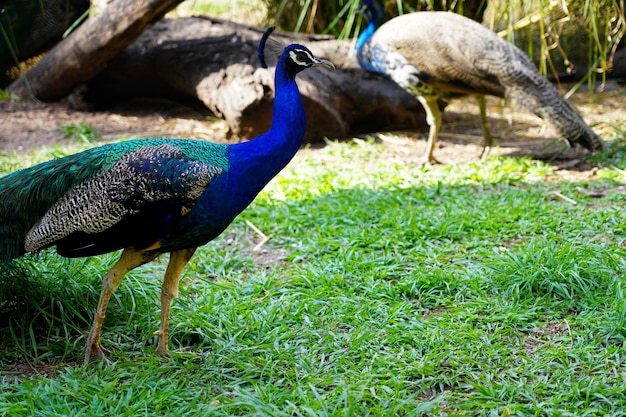 Pawy w Parku Zoologicznym Goiania w Brazylii