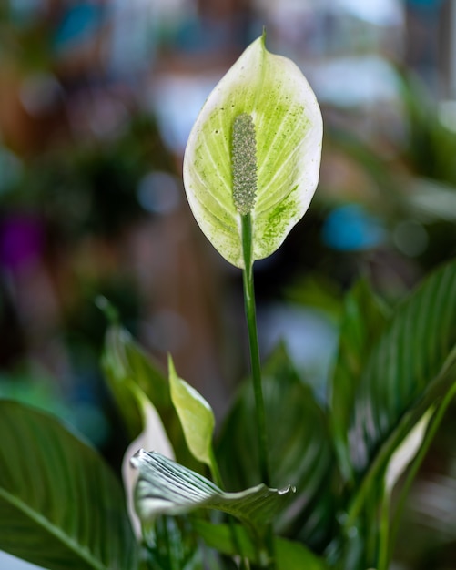 Peace Lily, kwiat Spacifilum z bliska