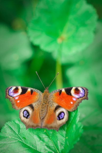 Peacock Butterfly odpoczywa z otwartymi skrzydłami