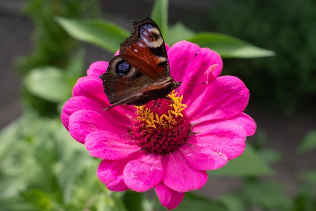 Peacock-eye słonecznikowy motyl na kwitnący aster. Kolorowy motyl. Motyl na kwiatku.