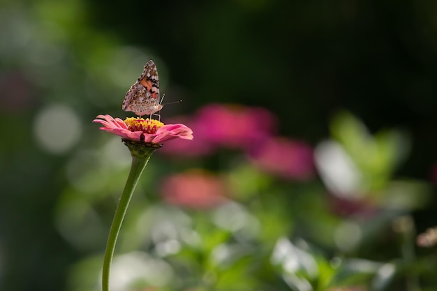 Peacock-eye słonecznikowy motyl na kwitnący aster. Kolorowy motyl. Motyl na kwiatku.