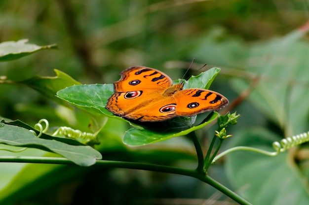 Peacock Pansy Junonia almana