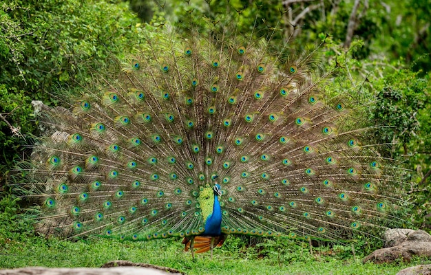 Peacock Pavo cristatus z rozpostartym ogonem stoi na kamieniu w tle dżungli Park Narodowy Sri Lanka Yala