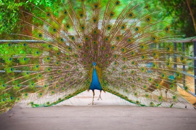 Peacock pokazujący swoje piękne pióra. Spread