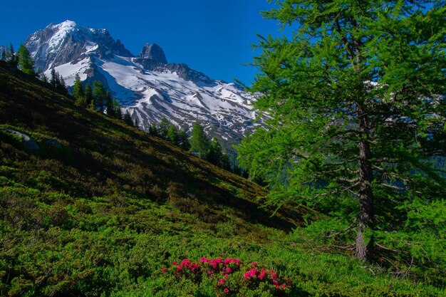 Pecleretargetierechamonixhaute savoiefrance