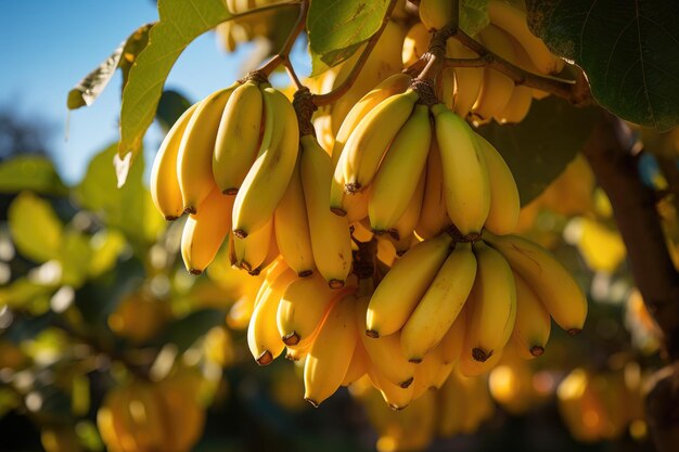 Pęczek bananów, które są na drzewie