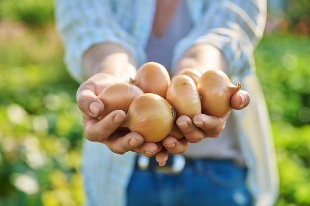 Pęczek dojrzałej cebuli w rękach kobiety na zewnątrz natura sezon letni Uprawa naturalnej żywności rolnictwo ogrodnictwo zbiory rolnictwo koncepcja ekologicznej farmy ekologicznej