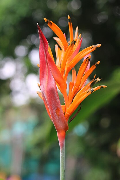 Pęczek kwiatów Bird of Paradise kwiat