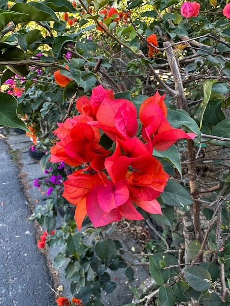 Pęczek kwiatów, które są czerwone i pomarańczowe