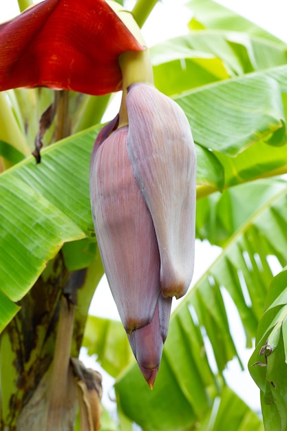 Pęczek kwiatu bananowca na drzewie bananowym