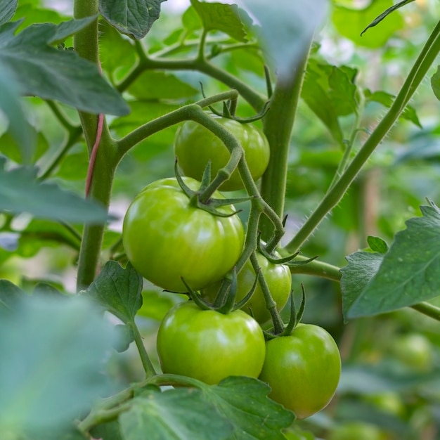 pęczek organicznych niedojrzałych zielonych pomidorów w szklarni. Koncepcja własnego domu, ogrodnictwa i rolnictwa. Produkcja ekologicznej żywności z naturalnych warzyw, podświetlenie