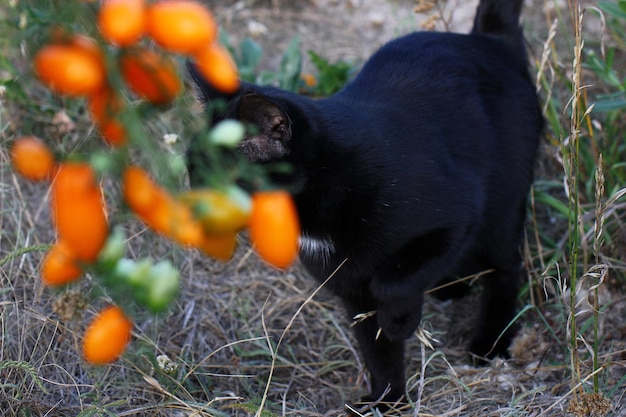 Zdjęcie pęczek pomidorków koktajlowych na tle czarnego kota