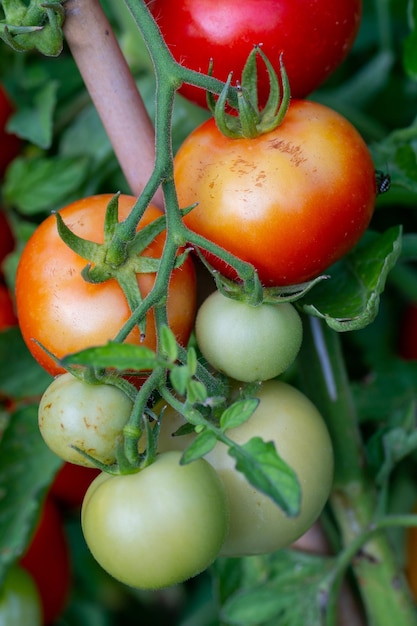 Pęczek pomidorów na winorośli z napisem „zielony” z boku.