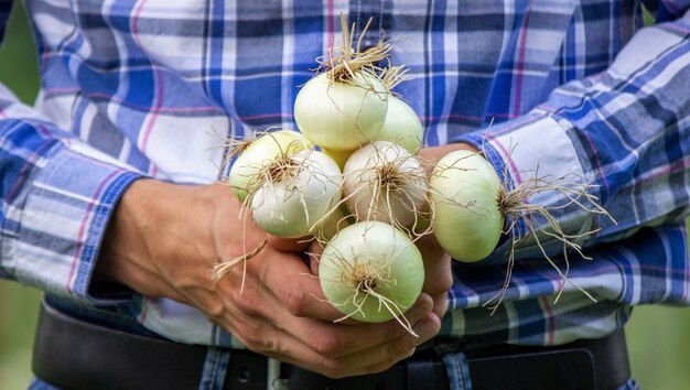 Pęczek świeżej Cebuli W Rękach Rolnika. Natura. Selektywne Skupienie