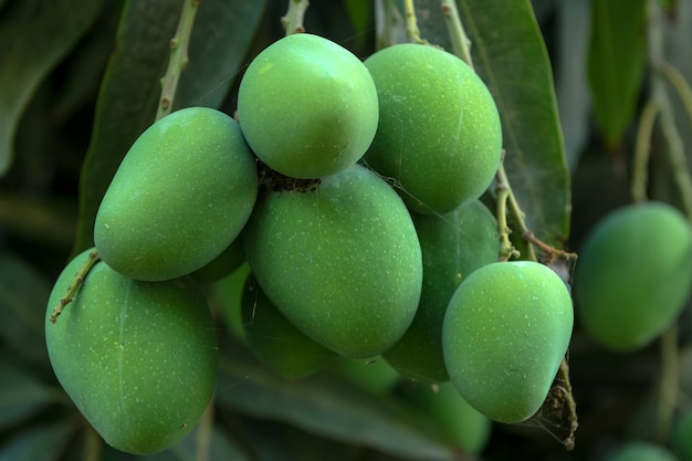 Pęczek zielonych mango na drzewie