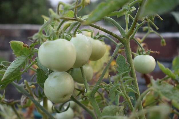 Pęczek zielonych pomidorów na roślinie