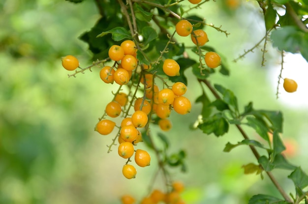 Pęczek złotej kropli rosy z dojrzałymi żółtymi jagodami