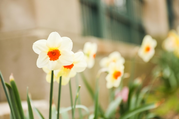 Pęczek żonkili z napisem daffodils