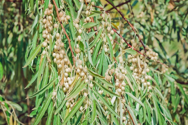 Pęczki dojrzałych jagód, na gałęzi drzewa oleaster elaeangus angustifolia