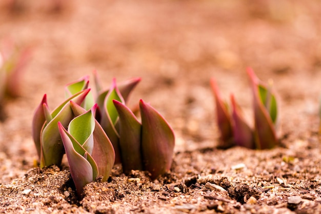 Pędy tulipanów łamiące wiosenną ziemię.