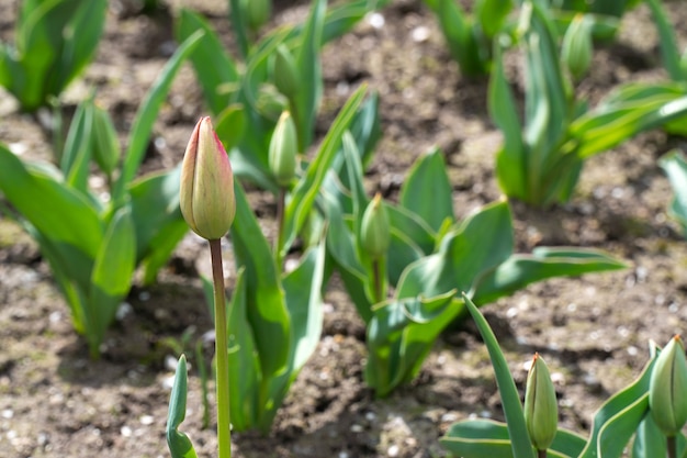 Pędy tulipanów w ogrodzie, selektywne skupienie