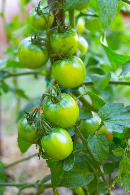 Pędzel z zielonymi pomidorami na krzaku Jajnik na roślinie Selektywne skupienie