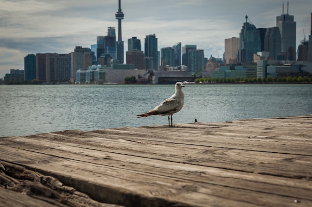 Pejzaż Miejski Toronto W Kanada Widok Jeziorny Ontario