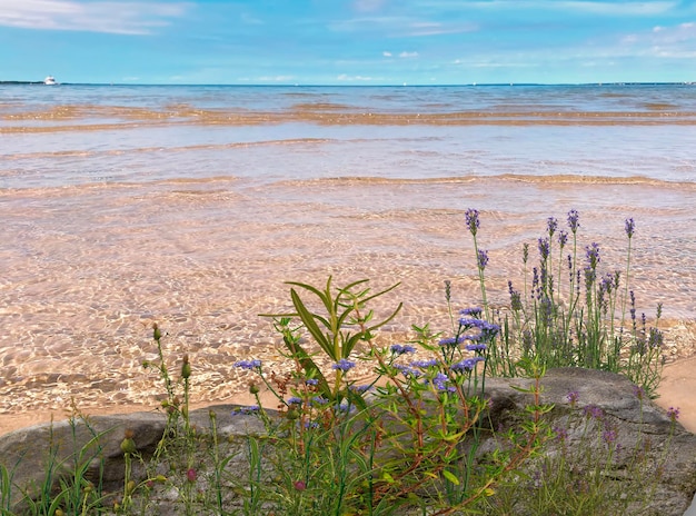 Zdjęcie pejzaż morski i dzikie kwiaty w porcie w tallinie estoński bałtyk