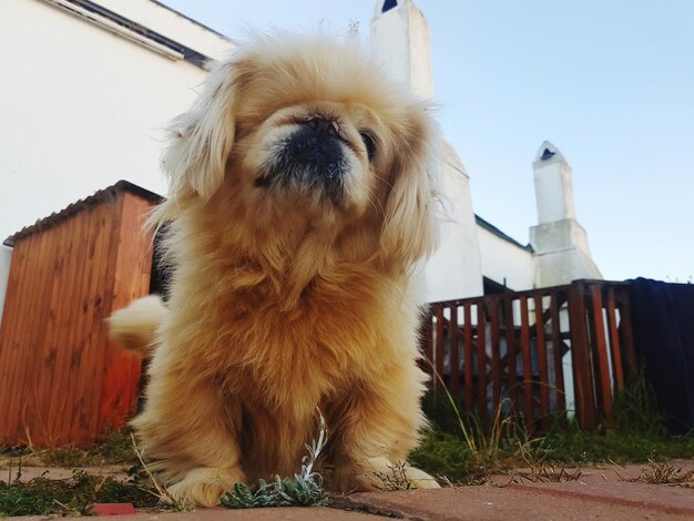 Zdjęcie pekinczyk odwraca wzrok od budynku.