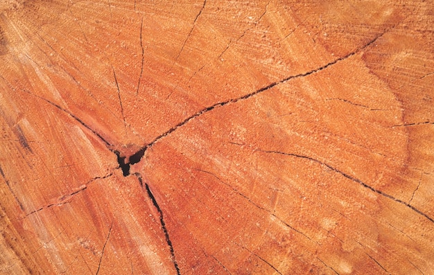 Pęknięcia na rocznym pierścieniu tła drewna tamaryndowca z bliska z miejsca kopiowania