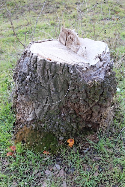 Pęknięty pniak z grzybem rosnącym na nim